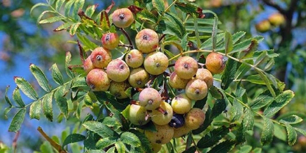 Tüm Dünya için çok önemli ama sadece Türkiye’de yetişiyor! Hem vitamin hem mineral deposu: Altın kadar değerli bir besin 3